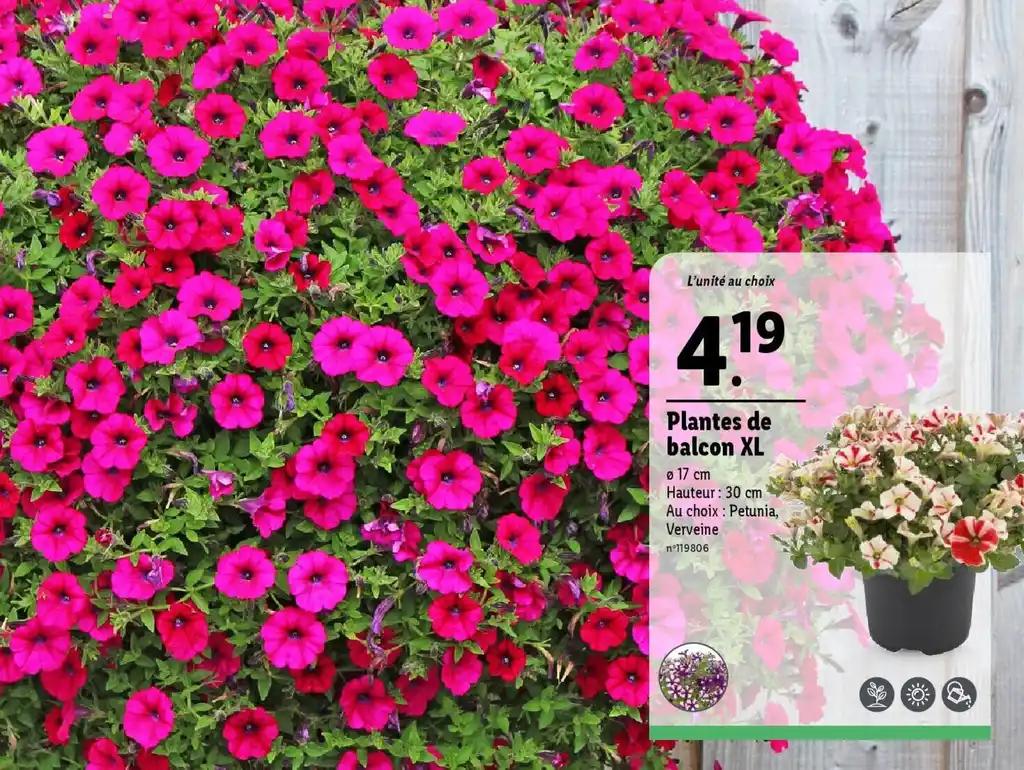Plantes de balcon XL