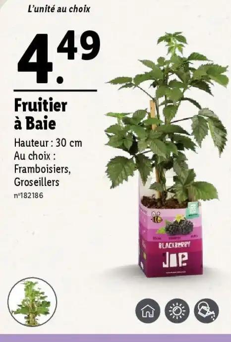 Fruitier à Baie