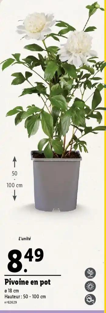 Pivoine en pot