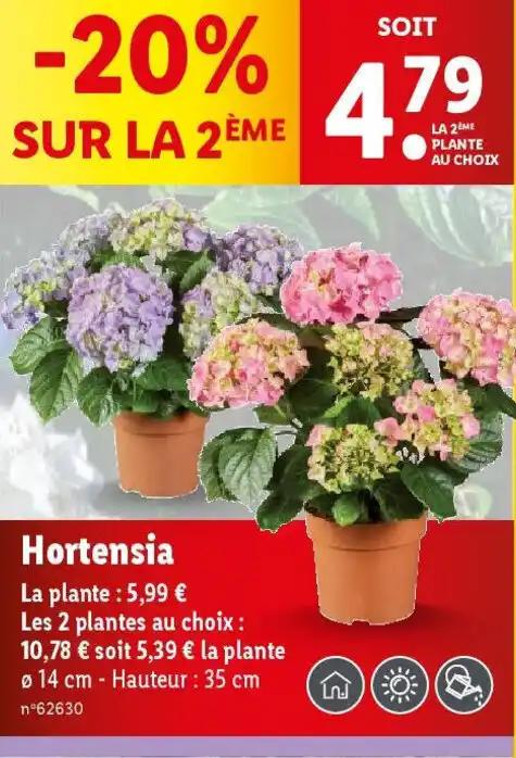 Hortensia