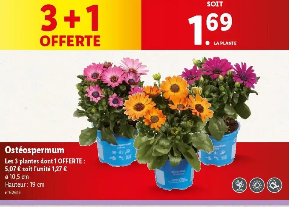 Ostéospermum