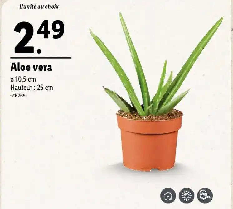 Aloe vera