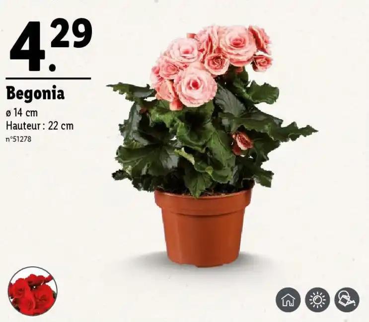 Begonia