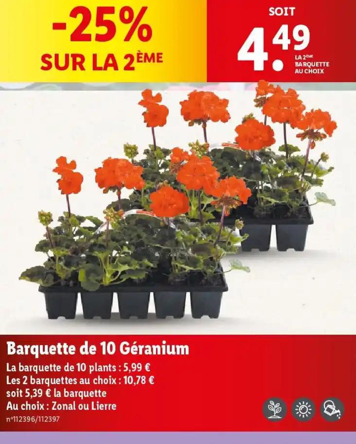 Barquette de 10 Géranium
