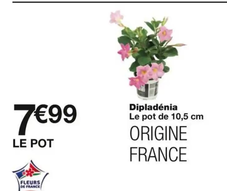 Dipladenia