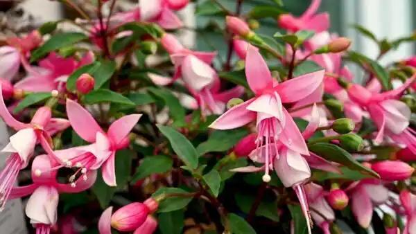 Fuschia