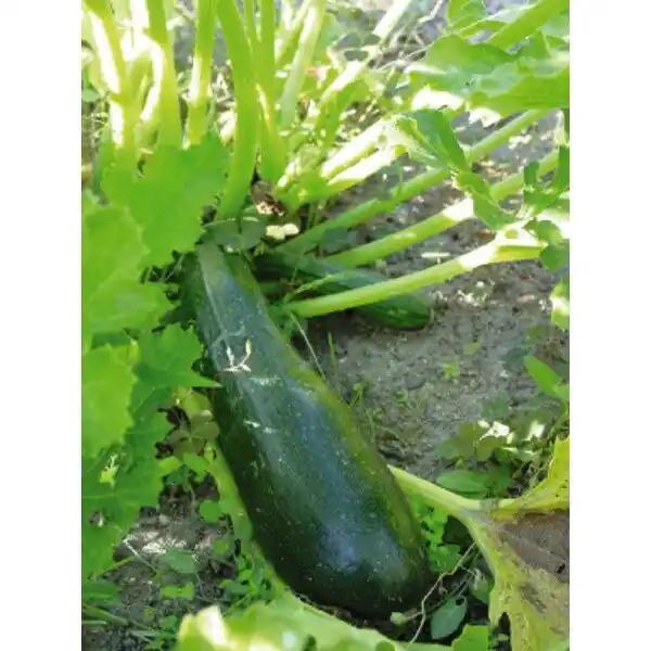 Plants De Légumes