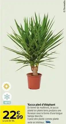Plantes