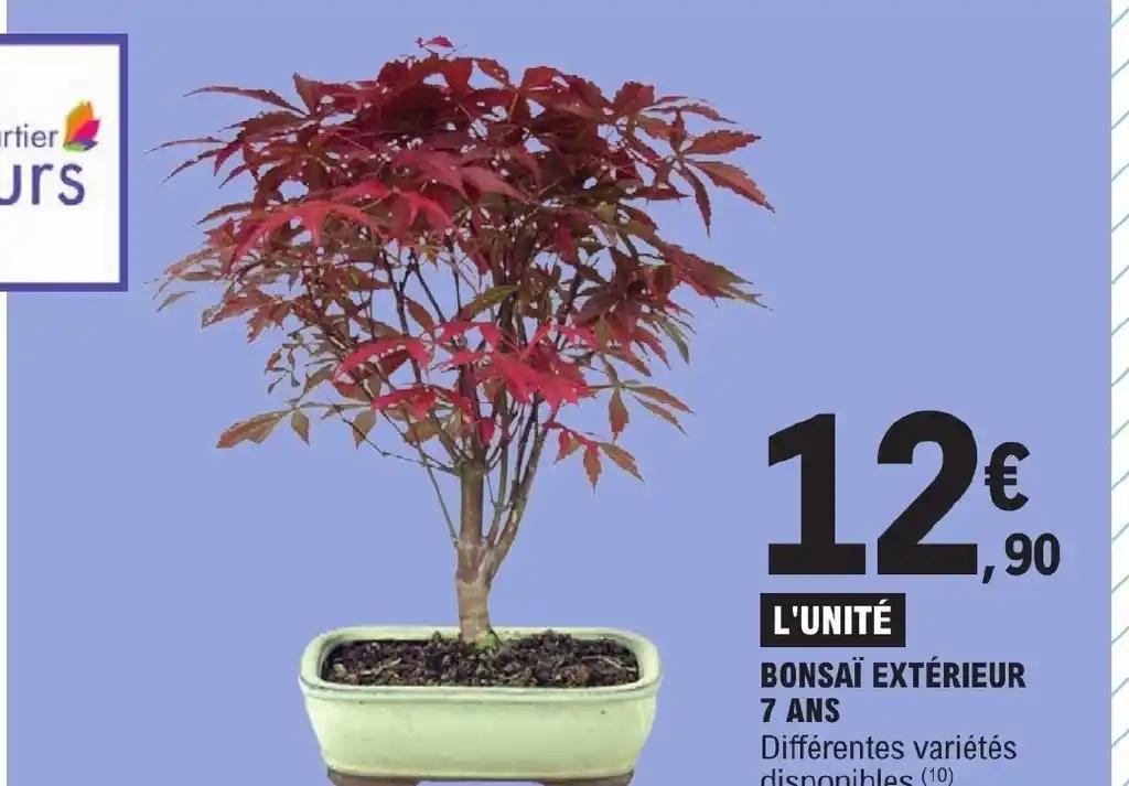 BONSAÏ EXTÉRIEUR