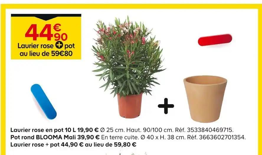 Laurier rose + pot