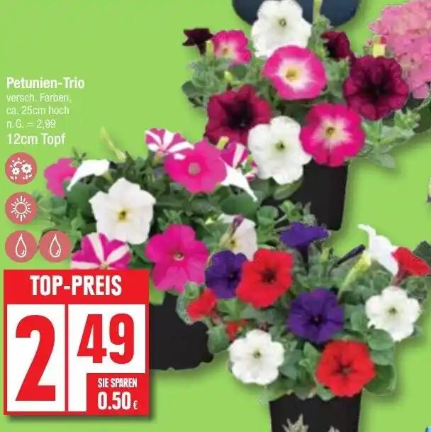 Petunien-Trio 12 cm Topf