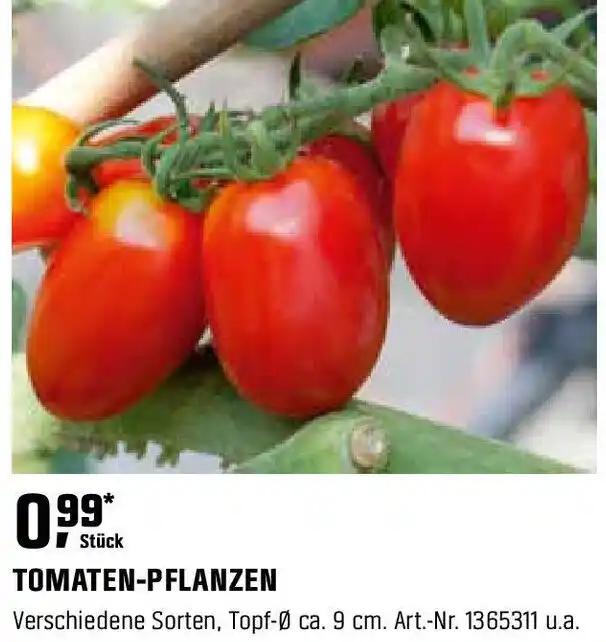 TOMATEN-PFLANZEN