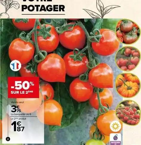 Plants de tomates