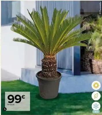 Cycas