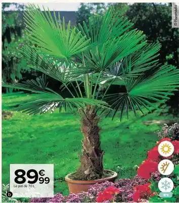 Washingtonia robusta