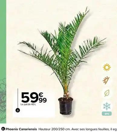 Phoenix canariensis