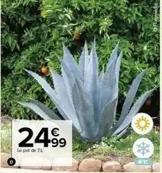 Agave des amériques
