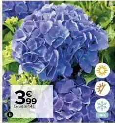 Hortensia