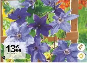 Plantes grimpantes