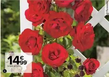 Rosier grimpant