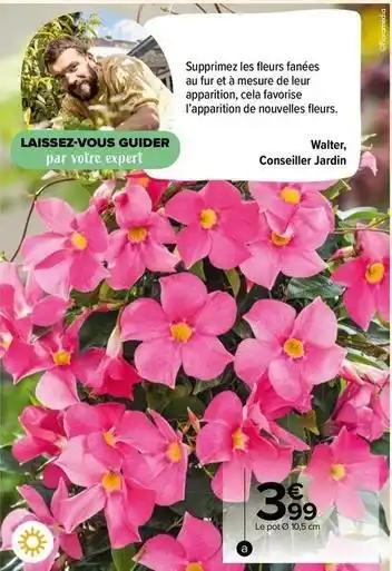 Dipladenia