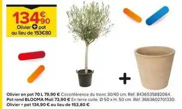 Olivier en pot 70 l