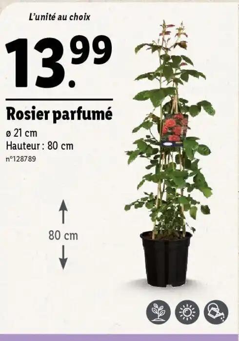 Rosier parfumé
