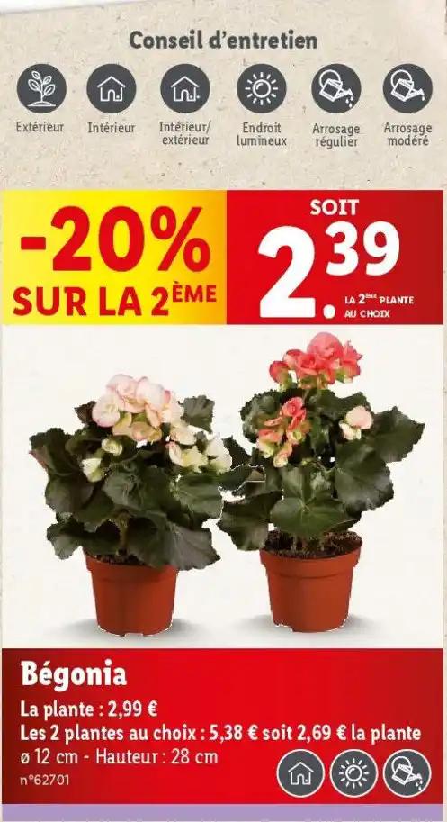Bégonia