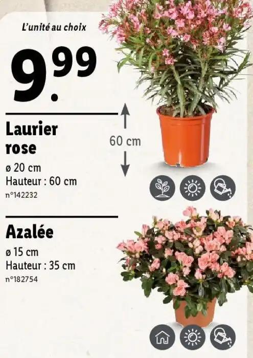 Laurier rose