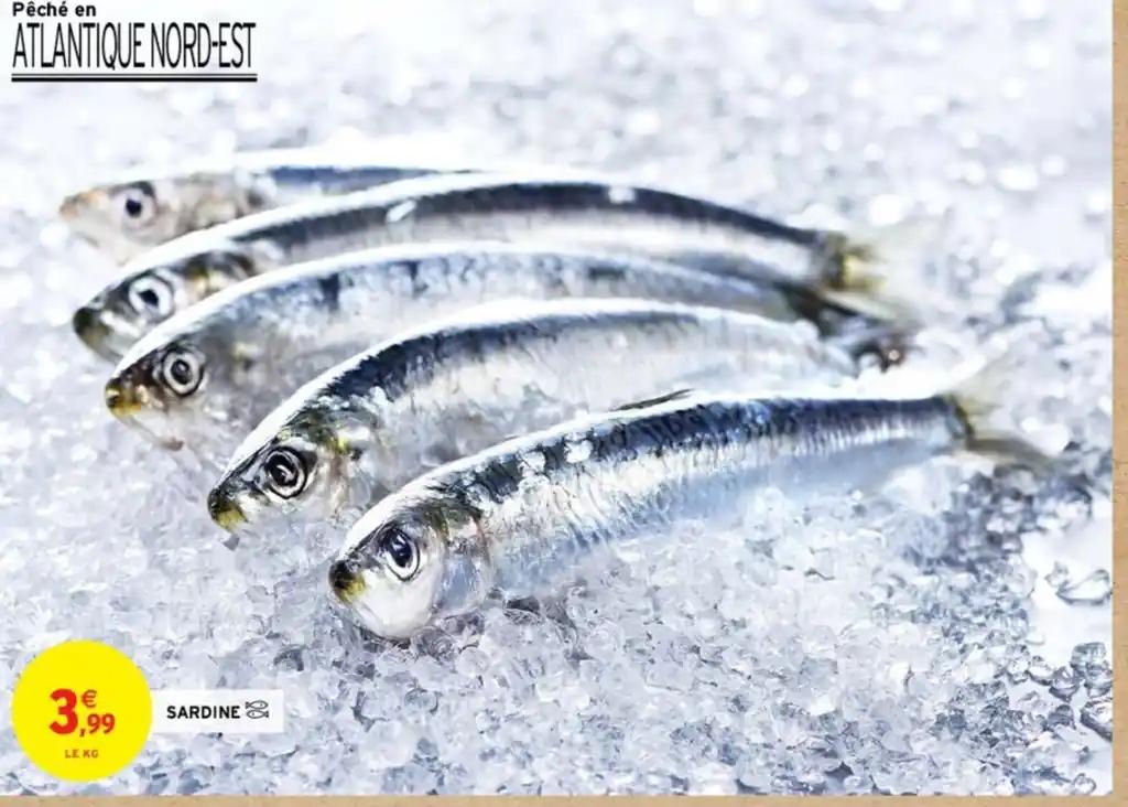 SARDINE