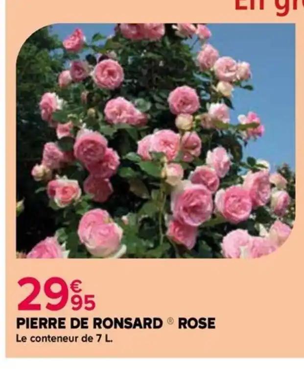 PIERRE DE RONSARD ROSE