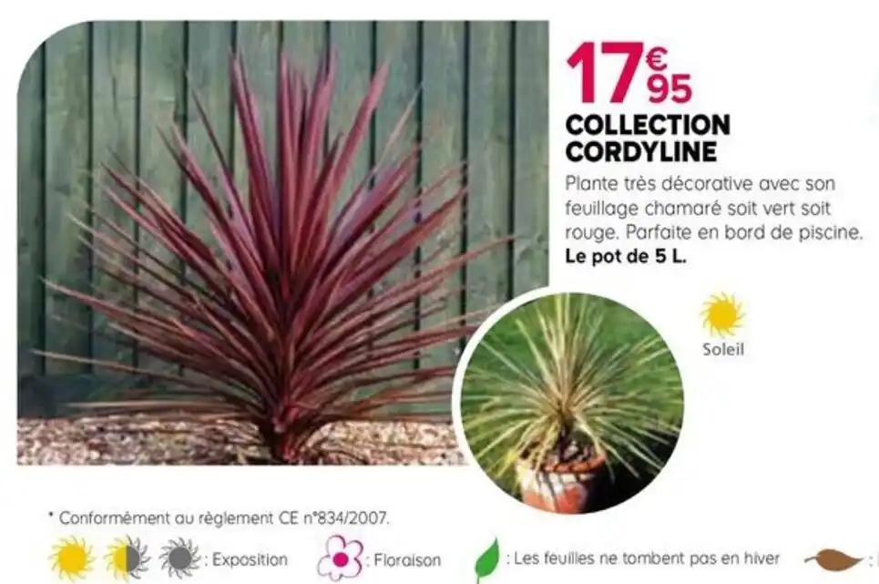 COLLECTION CORDYLINE