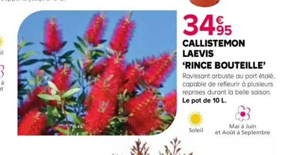 CALLISTEMON LAEVIS