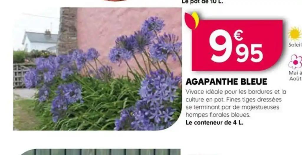 AGAPANTHE BLEUE