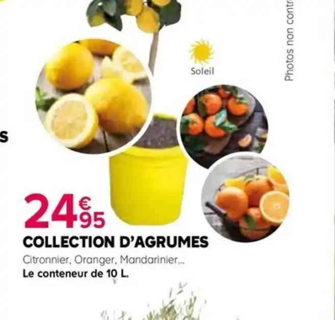 COLLECTION D'AGRUMES