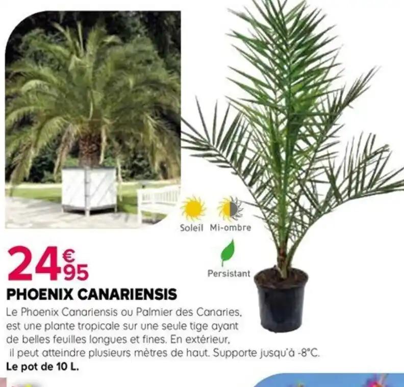 PHOENIX CANARIENSIS