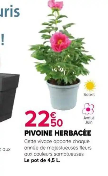 PIVOINE HERBACÉE