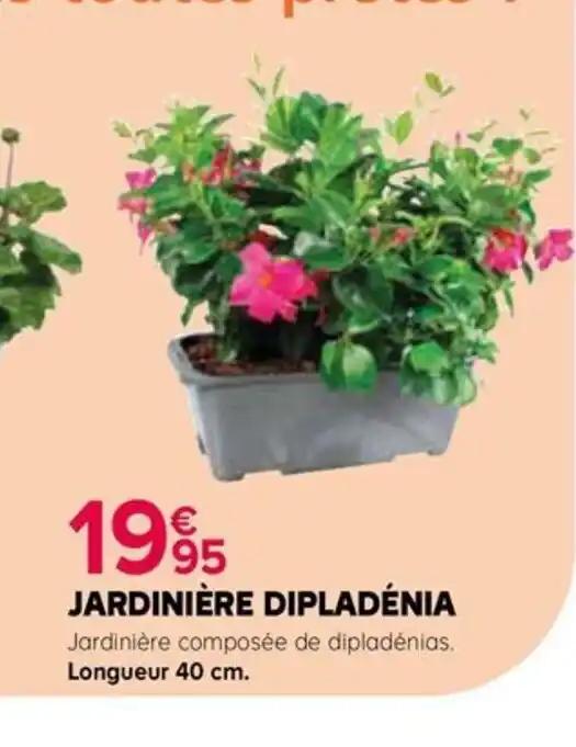 JARDINIÈRE DIPLADÉNIA