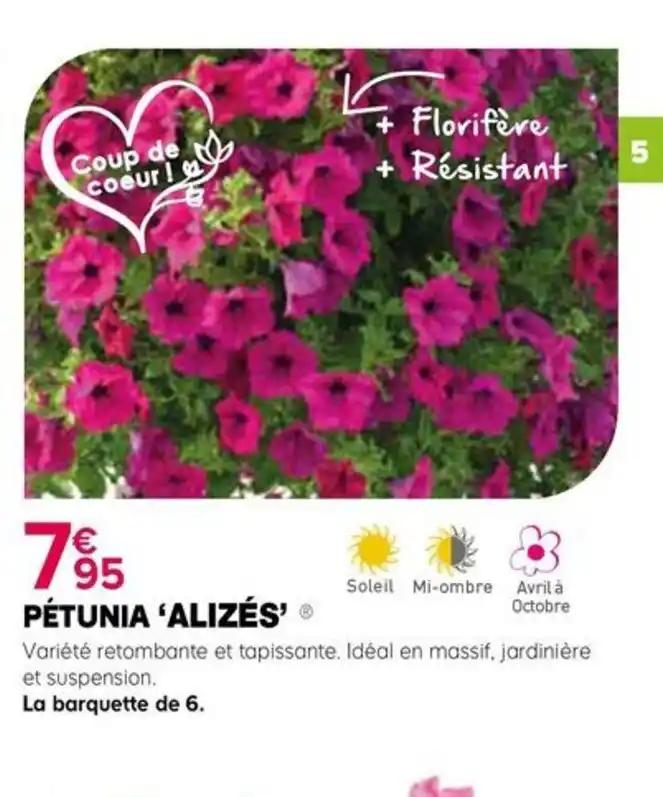 PÉTUNIA 'ALIZÉS