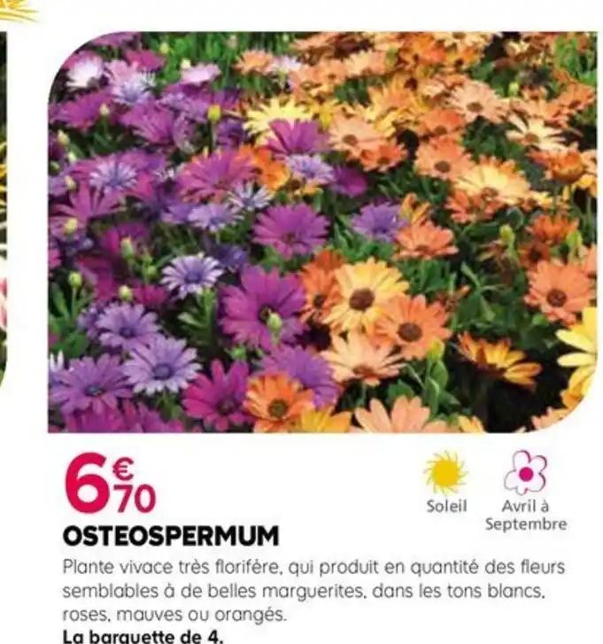 OSTEOSPERMUM