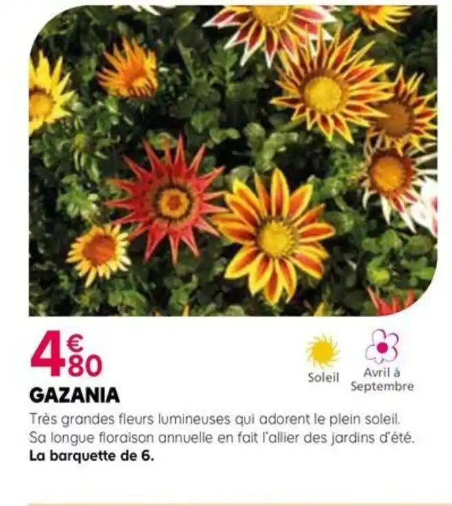 GAZANIA