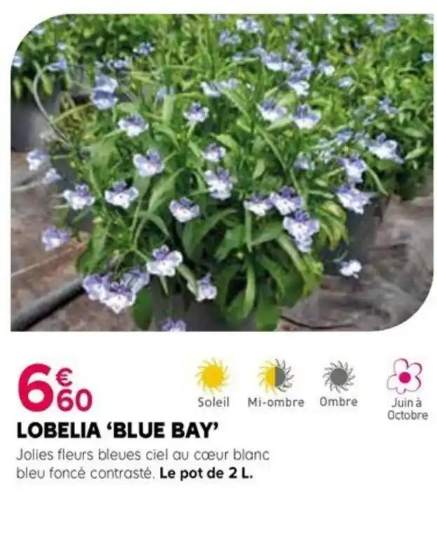 LOBELIA 'BLUE BAY'