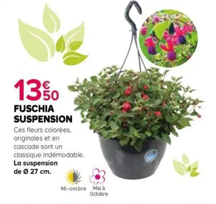 FUSCHIA SUSPENSION