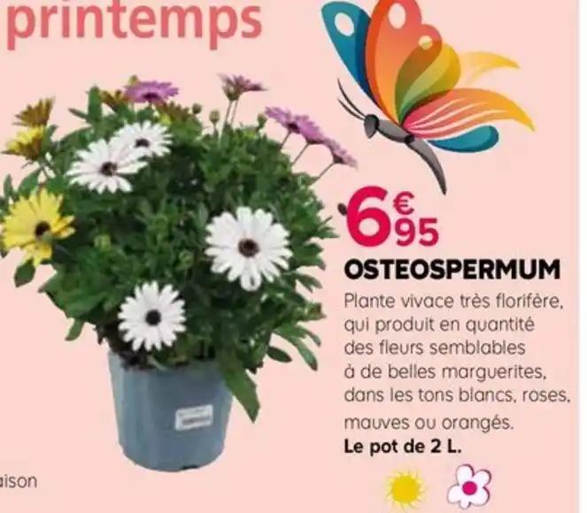 OSTEOSPERMUM