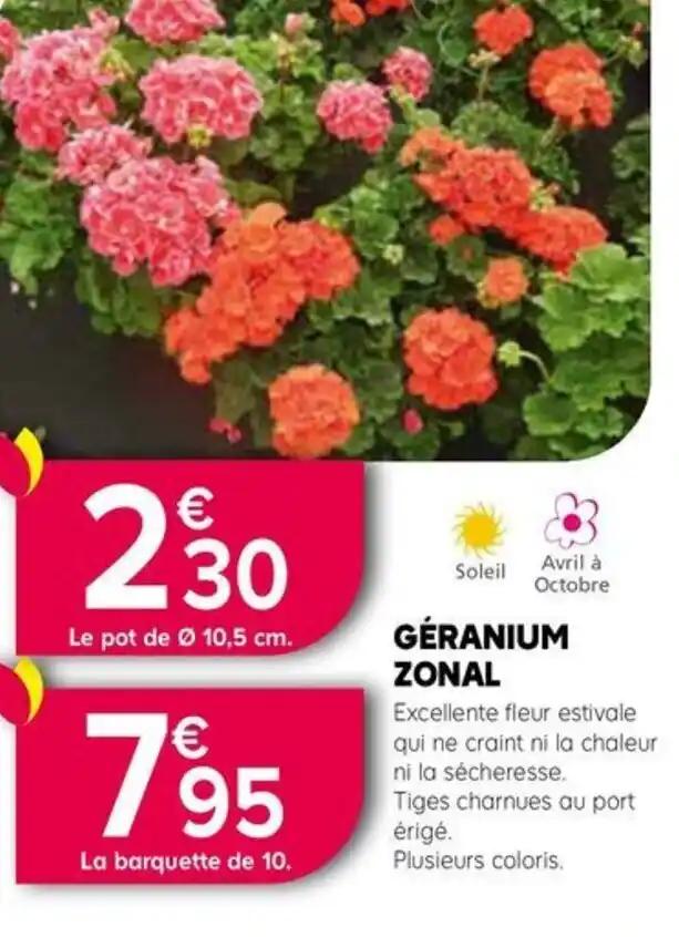 GÉRANIUM ZONAL