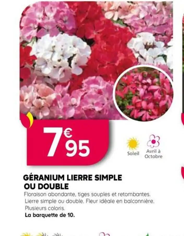 GÉRANIUM LIERRE SIMPLE