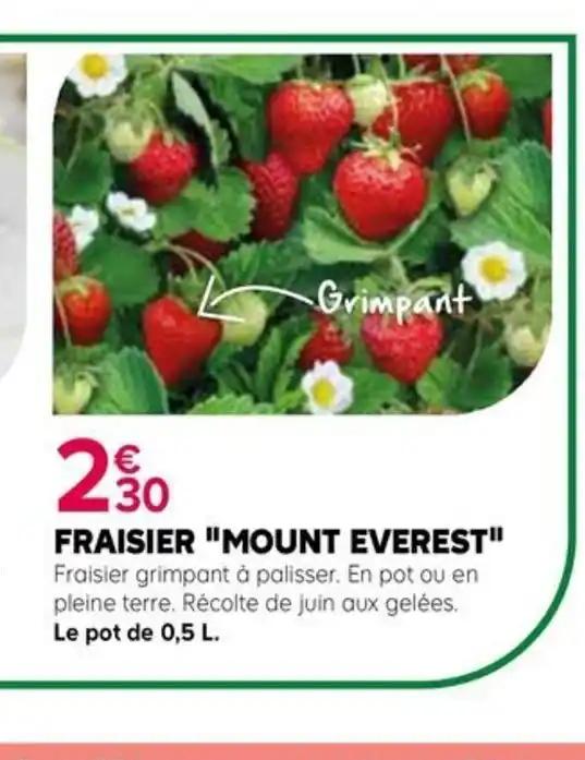 FRAISIER "MOUNT EVEREST