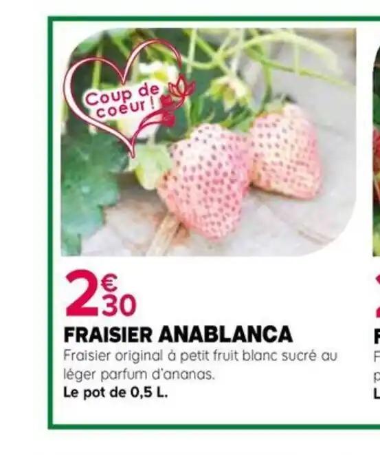 FRAISIER ANABLANCA