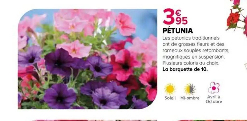 PÉTUNIA