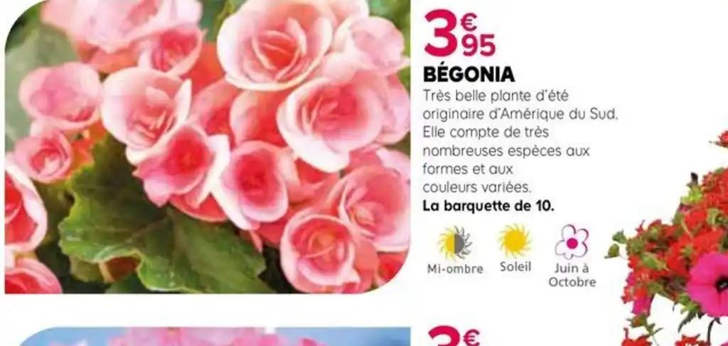 BÉGONIA